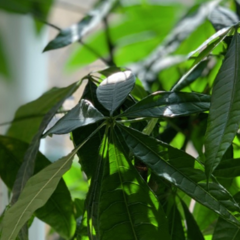 Meet your Posher, Jeanie